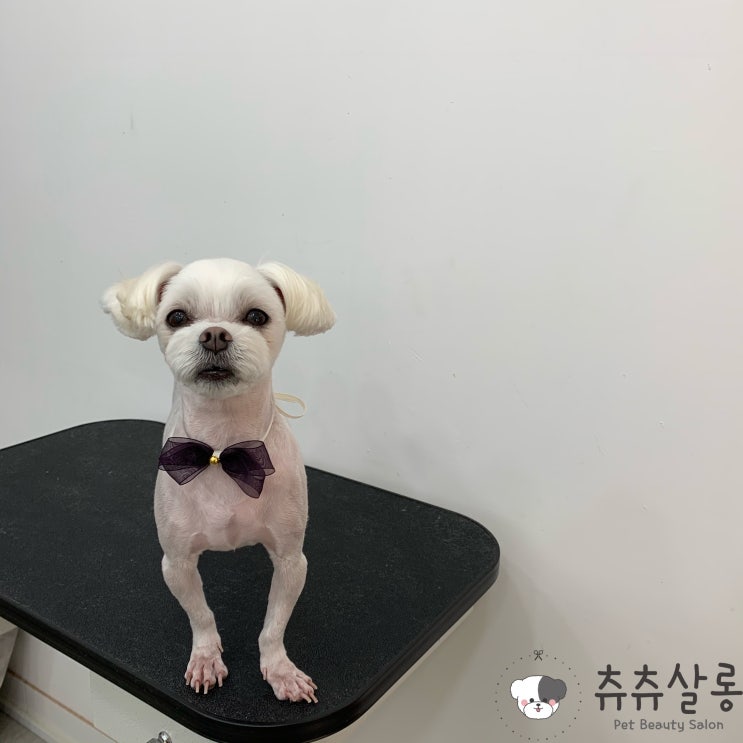 츄츄살롱(화명동말티즈미용/덕천말티즈미용/부산북구애견미용/부산애견미용/덕천애견미용/덕천말티즈미용/부산북구말티즈미용/구포말티즈미용/부산말티즈미용/부산말티즈미용추천/덕천말티즈) 츄츄살롱(화명동말티즈미용/덕천말티즈미용/부산북구애견미용/부산애견미용/덕천애견미용/덕천말티즈미용/부산북구말티즈미용/구포말티즈미용/부산말티즈미용/부산말티즈미용추천/덕천말티즈)