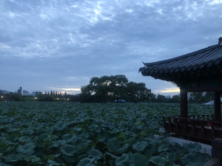  덕진공원 산책