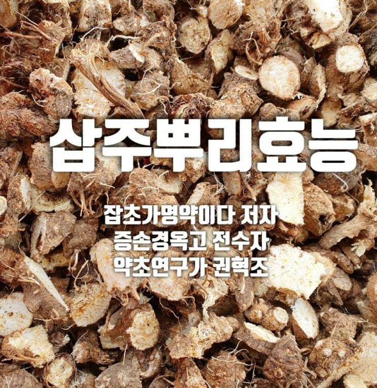  삽주뿌리효능.삽주효능