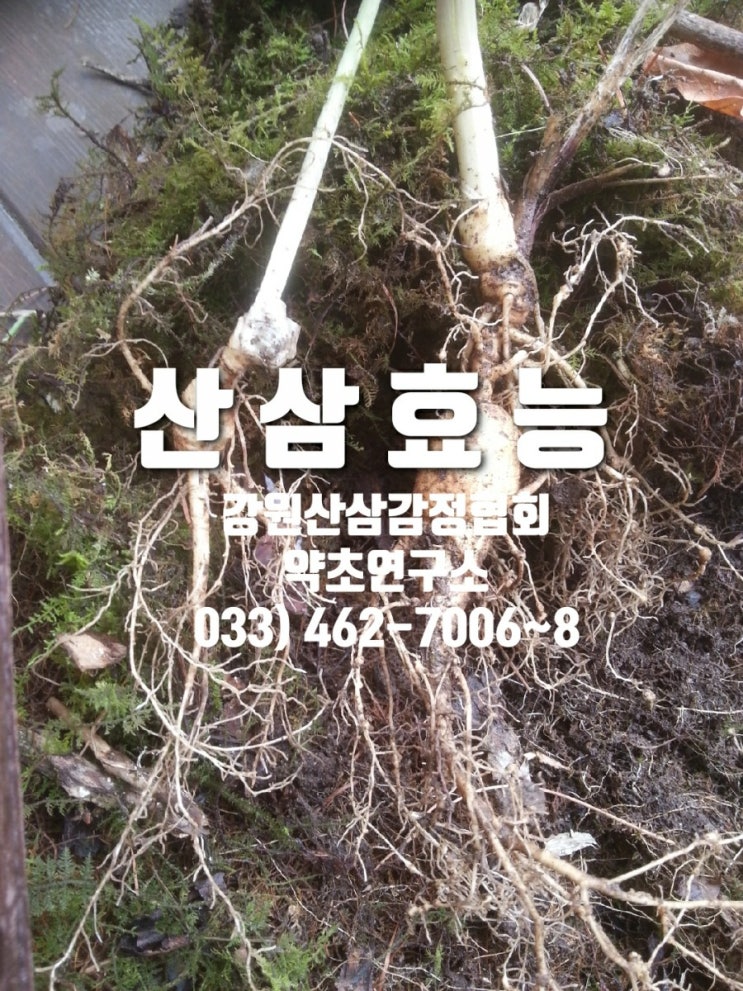  야생산삼ㆍ산양산삼효능