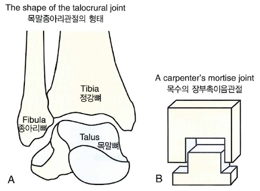 목말종아리관절(Talocrural Joint) / 발목 가동범위 증가를 위한 밴드를 이용한 talocrural joint gliding Ex