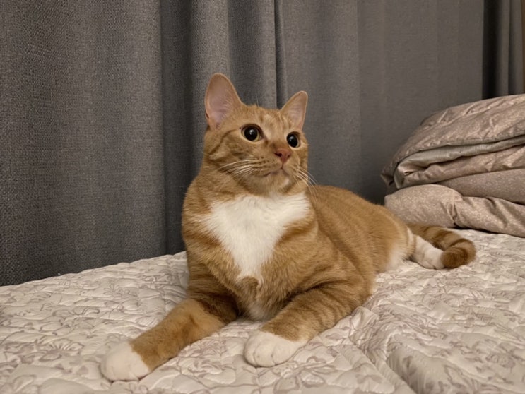  고양이 루미의 일상