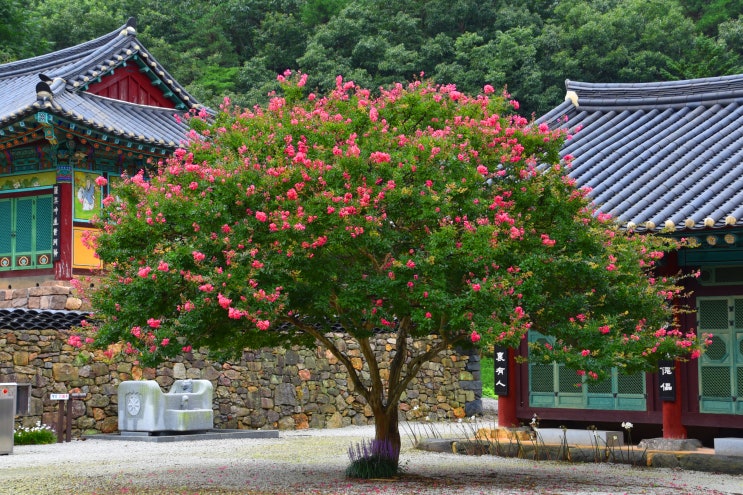 상사화와 배롱나무 꽃이 아름다운 부안 능가산 개암사