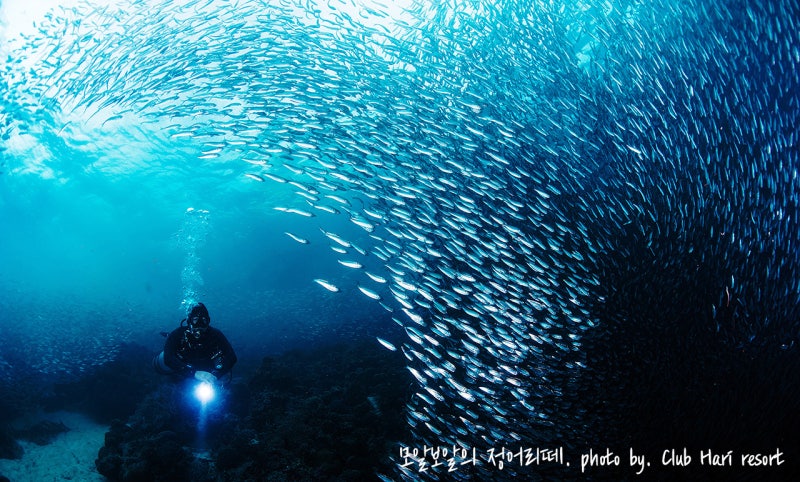 세부 모알보알 다이빙의 다양한 해저 동물들