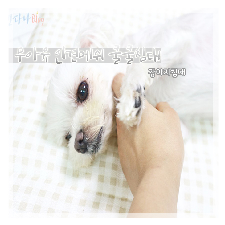  강아지침대 내장재부터 다른 튼튼함 무아유 쿨쿨침대