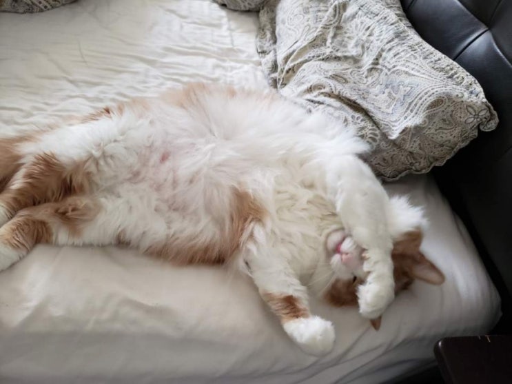  지인네 집 고양이(별명:깡패 막내) ....몰랐는데 고양이 너무 귀여운 걸요?