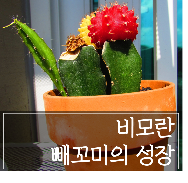  비모란 선인장의 성장