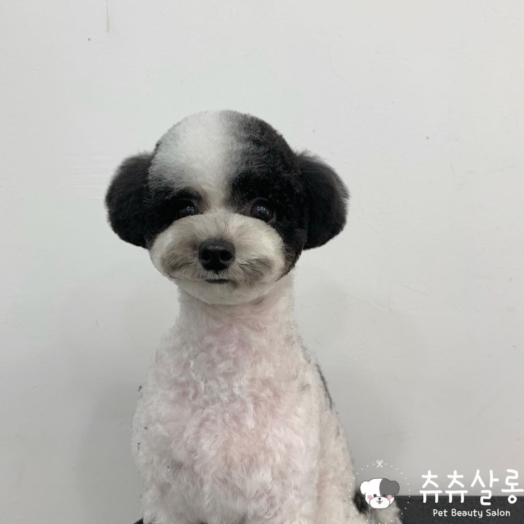  [츄츄살롱]부산푸들미용잘하는곳/푸들테디베어컷/부산푸들미용/부산북구애견미용/부산애견미용/북구애견미용/덕천애견미용/구포애견미용/화명애견미용/만덕애견미용/화명동애견미용/부산애견미용추천