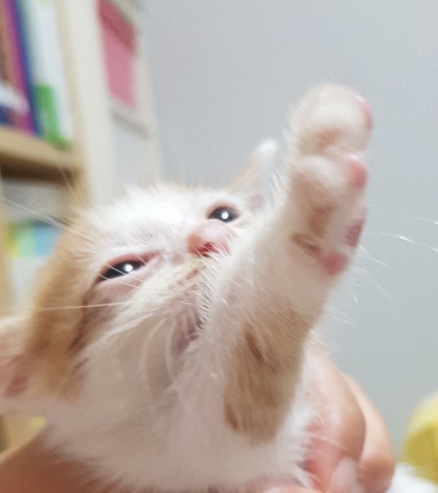  [고양이야기]랜선집사!고양이냥줍!길양이임보