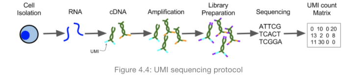[단일세포 분석] UMI (Unique Molecular Identifier) 란?