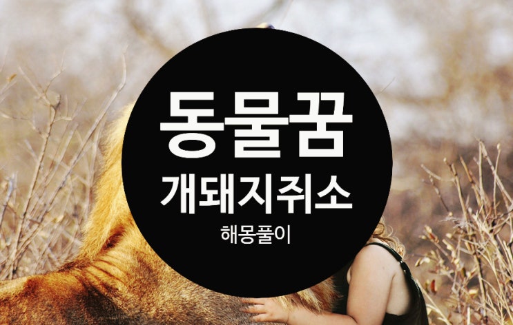  동물꿈 해몽 풀이 개 돼지 쥐 소 동물 나오는 꿈 길몽 흉몽 알아보기