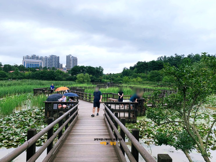항동 푸른수목원의 여름에는 자연의 푸르름이 한가득