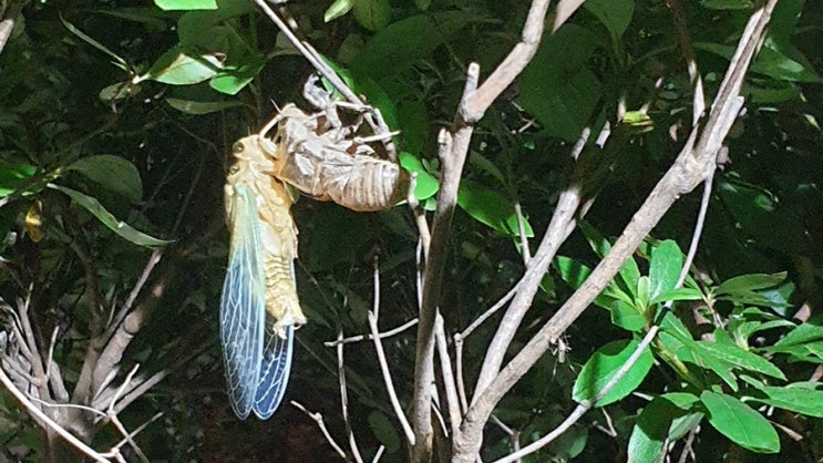 매미날개돋이 관찰(매미알, 유충, 허물 벗는 과정)