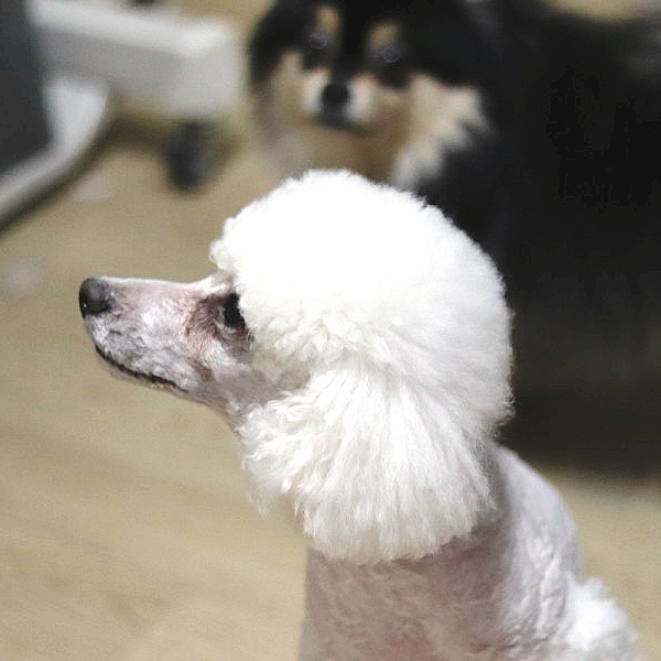  아바크롬 강아지 바리깡으로 집에서 편하게 셀프미용하기