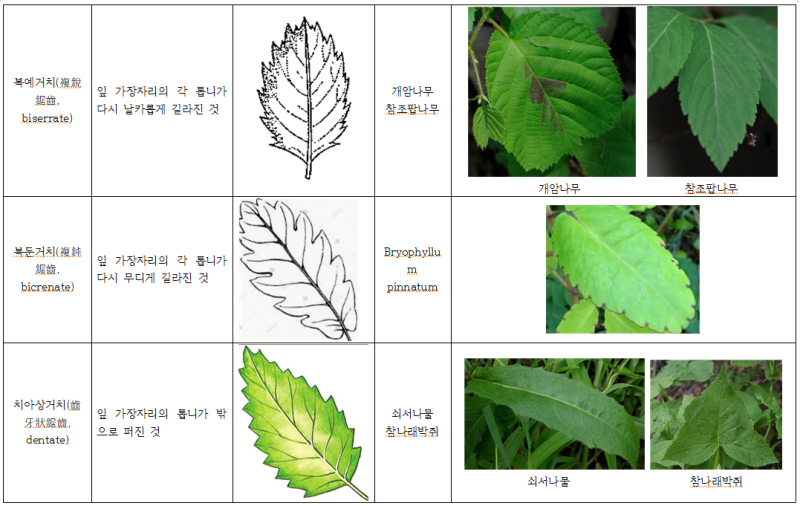 잎 가장자리[葉緣 , leaf margin] : 네이버 블로그