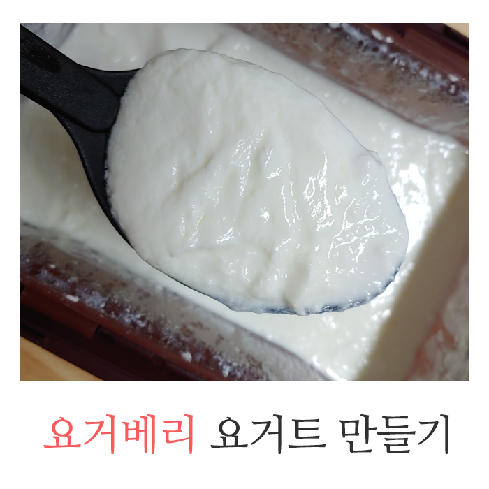  요거베리 스타터로 메이커 없이 대용량 요거트 만들기 꿀팁