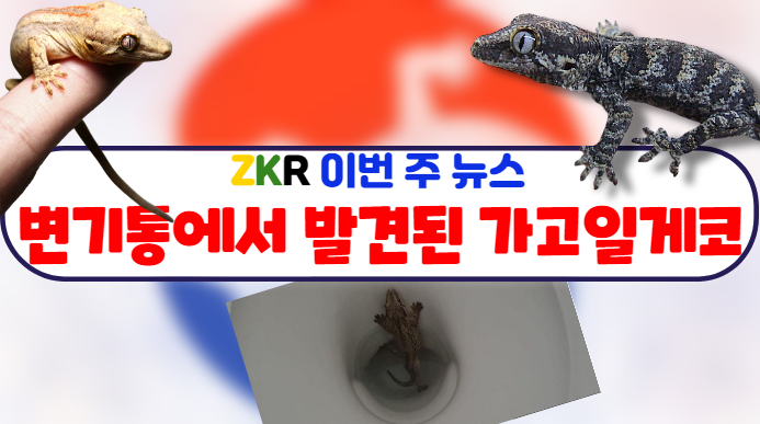  |ZKR| 이번 주 뉴스 - 변기통에서 발견된 가고일게코