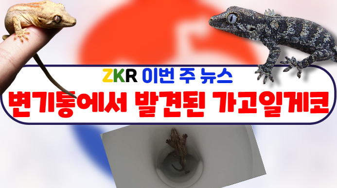 |ZKR| 이번 주 뉴스 - 변기통에서 발견된 가고일게코