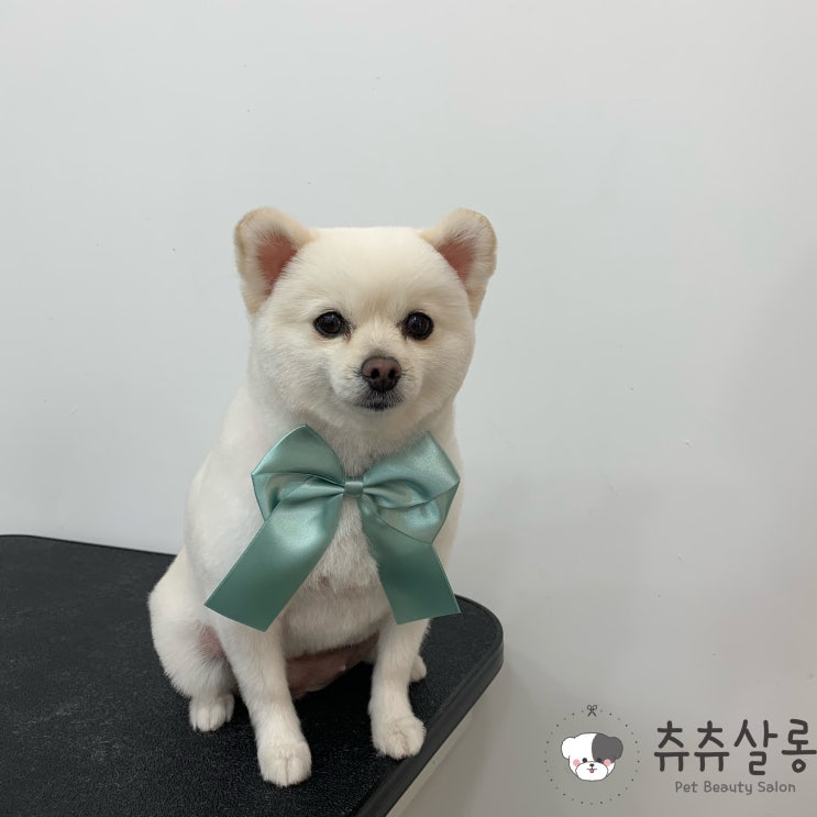  츄츄살롱[부산북구포메미용/부산포메미용/덕천포메미용/구포포메미용/만덕포메미용/화명동포메미용/덕천포메미용추천/부산포메미용추천/부산애견미용잘하는곳/부산애견미용실추천/부산오픈애견미용실]