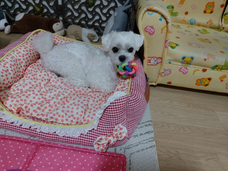 입양후기. 안산에서 구조한 말티즈 아기. 몽이로 개명하고 행복한 견생 보내고 있어요. 입양후기. 안산에서 구조한 말티즈 아기. 몽이로 개명하고 행복한 견생 보내고 있어요.