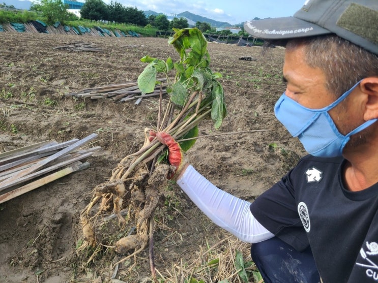 "7년 농사가 한순간에 물거품" 수해로 썩어가는 인삼에 한숨 "7년 농사가 한순간에 물거품" 수해로 썩어가는 인삼에 한숨