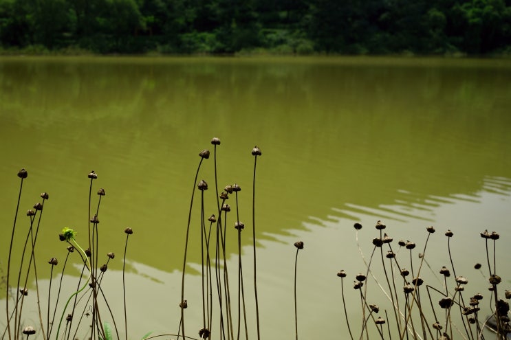  소니 카메라 렌즈 렌탈,오남호수공원 사진 찍어보기 A7M2, FE35mmF1.8