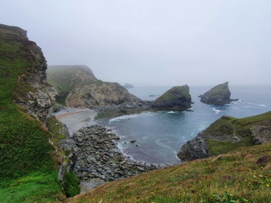  Cliff Walk, Tehidy Country Park, Portreath Beach : 영국 Cornwall 여행 6일차 (20.08.11)