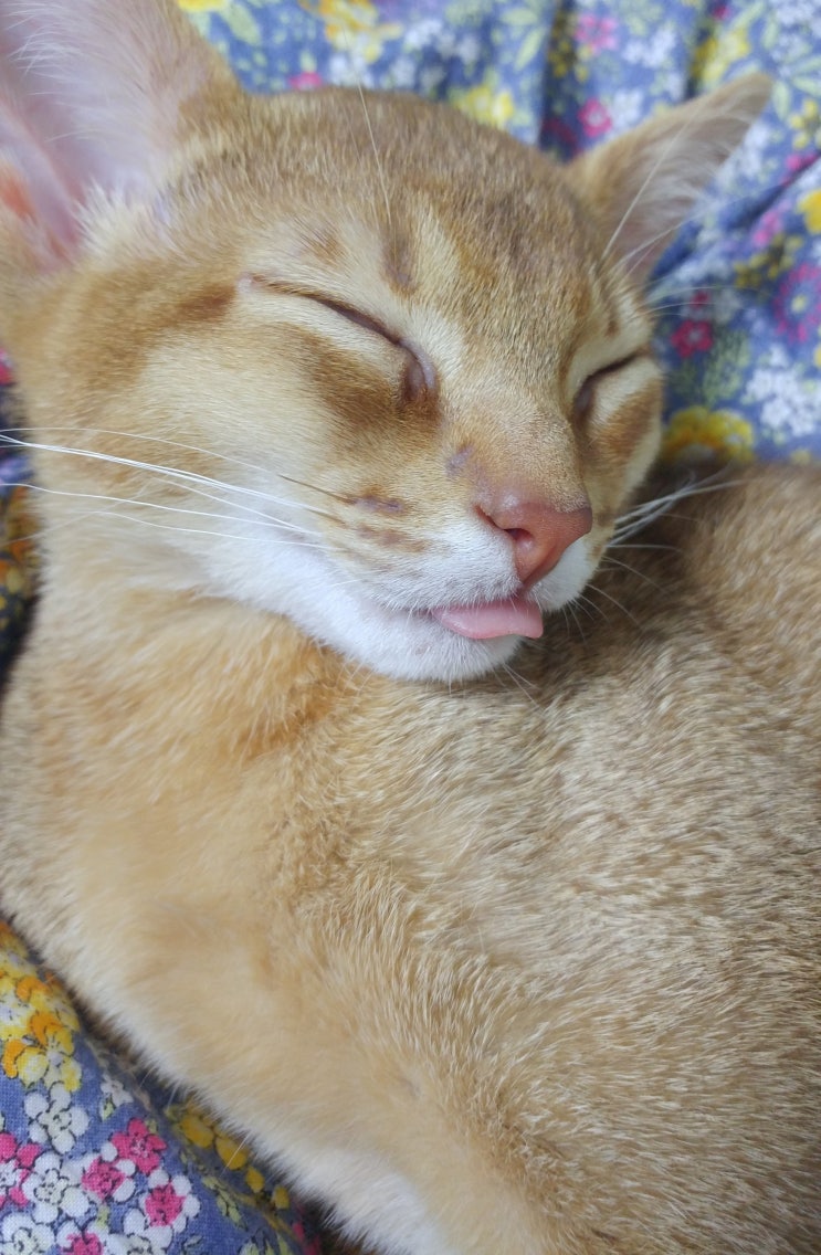  고양이 코고는소리 들어보셨나요?