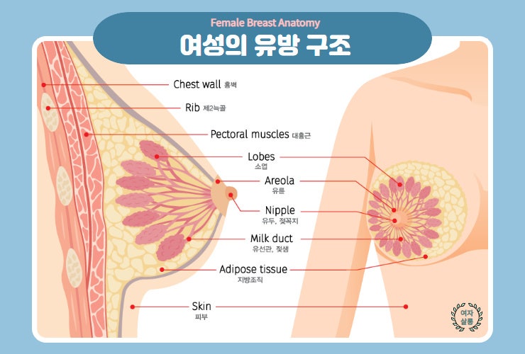 성북유방외과 유방암에 대한 오해 총정리편! (헤어컬러/가슴점/통증)