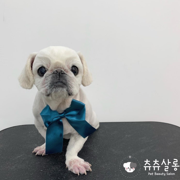 츄츄살롱(부산페키니즈미용/부산북구애견미용/구포애견미용/만덕애견미용/덕천애견미용/화명애견미용/부산패키니즈미용/북구애견미용/화명동애견미용/부산애견미용실추천/부산애견미용잘하는곳) 츄츄살롱(부산페키니즈미용/부산북구애견미용/구포애견미용/만덕애견미용/덕천애견미용/화명애견미용/부산패키니즈미용/북구애견미용/화명동애견미용/부산애견미용실추천/부산애견미용잘하는곳)