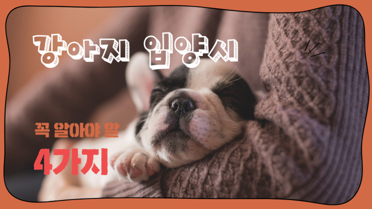  강아지를 입양하려면 꼭 알아야 할 4가지?