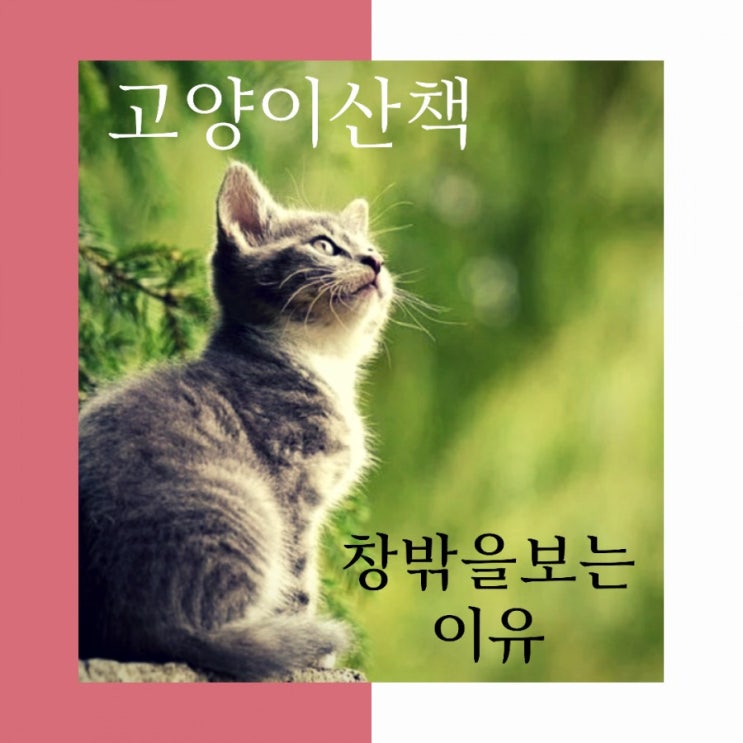  고양이  산책-창밖을 보는 이유