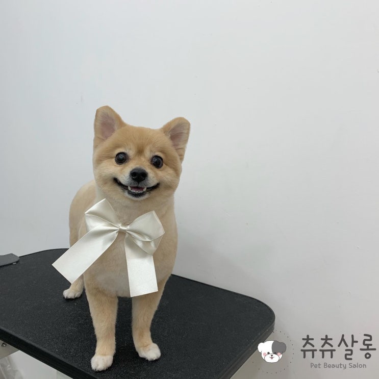  츄츄살롱[부산북구포메미용/부산포메미용/덕천포메미용/덕천애견미용/부산북구애견미용/덕천포메미용추천/부산포메가위컷/화명동애견미용/만덕애견미용/부산애견미용잘하는곳/부산애견미용실추천]