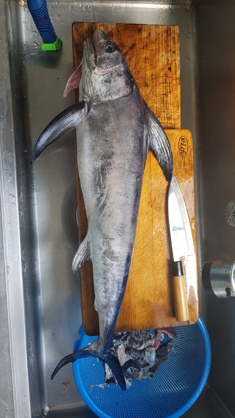 제주산 황새치 회뜨기. : 네이버 블로그, image size:800x1422