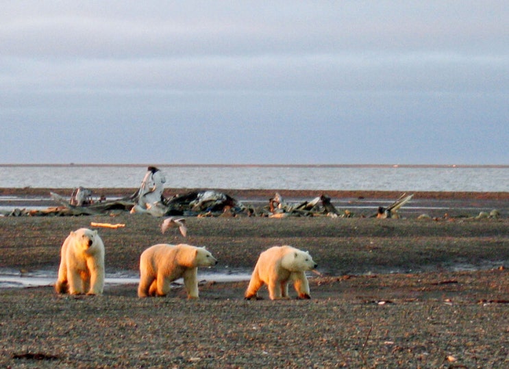수십년 지켜온 북극곰 서식지에…트럼프, 석유 개발 허용