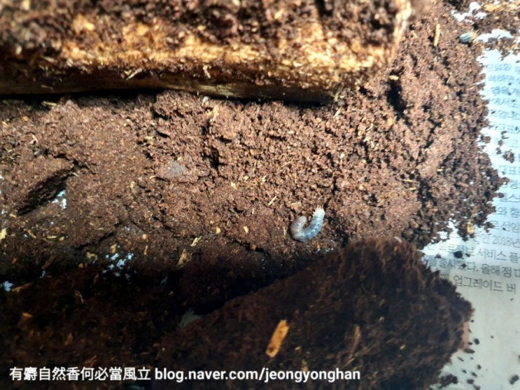 사슴벌레 키우기(6) - 1차 산란해체(산란세팅후 약6주경과) - 애벌레 유충 몇마리?