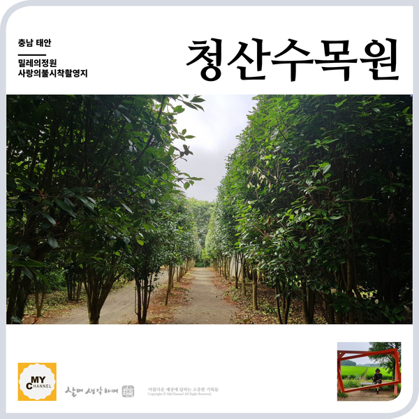  태안 청산수목원 연꽃 여름테마 밀레의 정원 홍가시 등 볼거리가 많네요.
