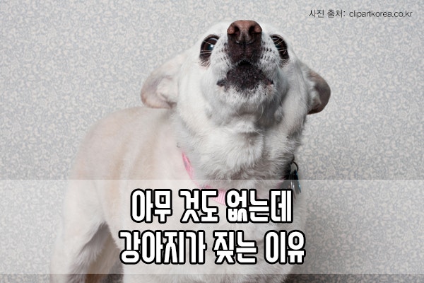 우리 아기가 내 개가 짖는 소리를 들을 수 있나요