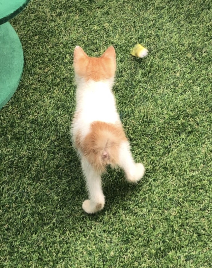  [부산대 카페] 유기묘 기부가 되는 카페 묘한다방(+가격표,메뉴 ,길찾기)