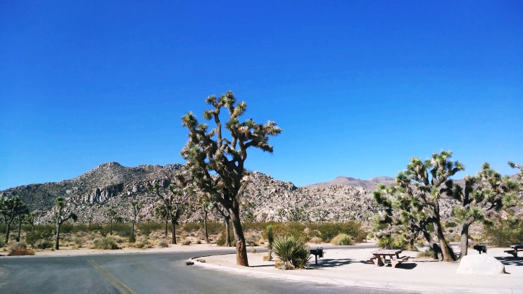  Joshua Tree NP Best 6 | 죠슈아 트리 국립공원 당일치기
