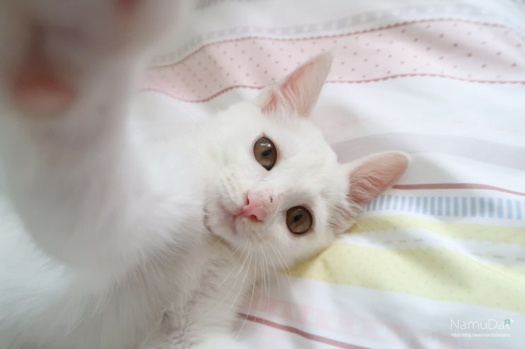  세종 다온동물병원 고양이 1차접종 다녀왔어요 :)