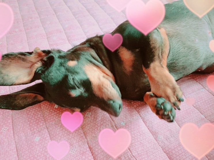 소개합니다 까미 소개합니다 까미