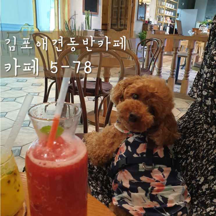 김포애견동반카페 / 카페 5-78 : 분위기 좋은 디저트 맛집 카페
