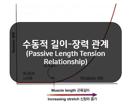  수동적 길이-장력 관계(Passive Length-Tension Relationship)