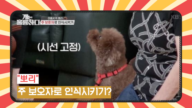  개는 훌륭하다 "뽀리" 도도하게 대하라! 보호자를 이기려 드는 반려견!