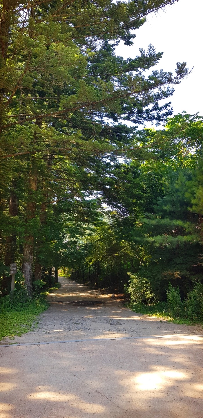  전나무 천년숲길을 걸었어요.<오대산 월정사>