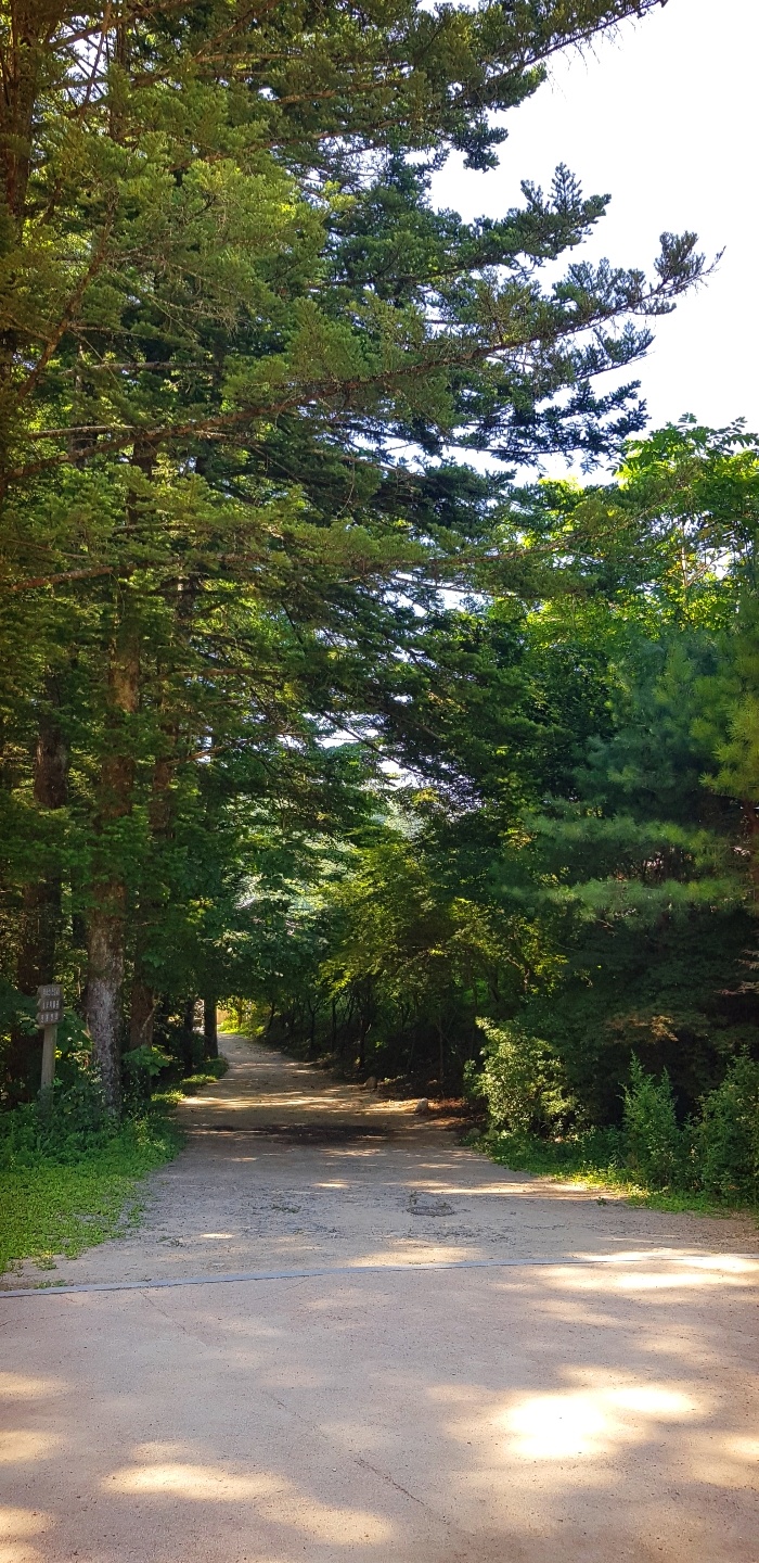 전나무 천년숲길을 걸었어요.&lt;오대산 월정사&gt;