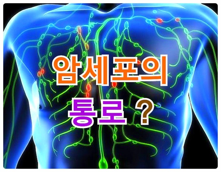 우리몸의 면역기관- 임파선!  림프순환에 좋은 레몬과 모과 (마사지 방법)