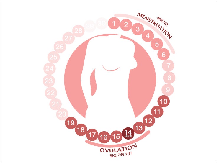 생리 주기, 배란일(가임기) 계산법 알아보기 : 네이버 블로그