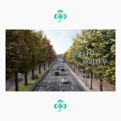  볼품없는 도시의 가로수에 의문을 가졌다면? KBS 스페셜 [서울나무 파리나무]